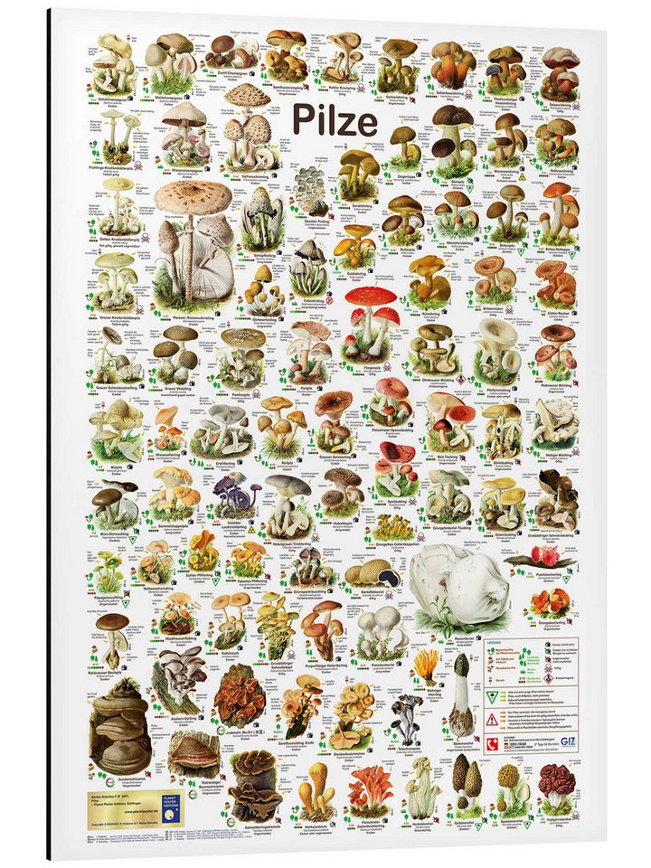 Posterlounge Wandbild Pilze, Planet Poster Editions, erhältlich als Poster, Leinwandbild, Wandsticker oder Acrylglasbild von Posterlounge