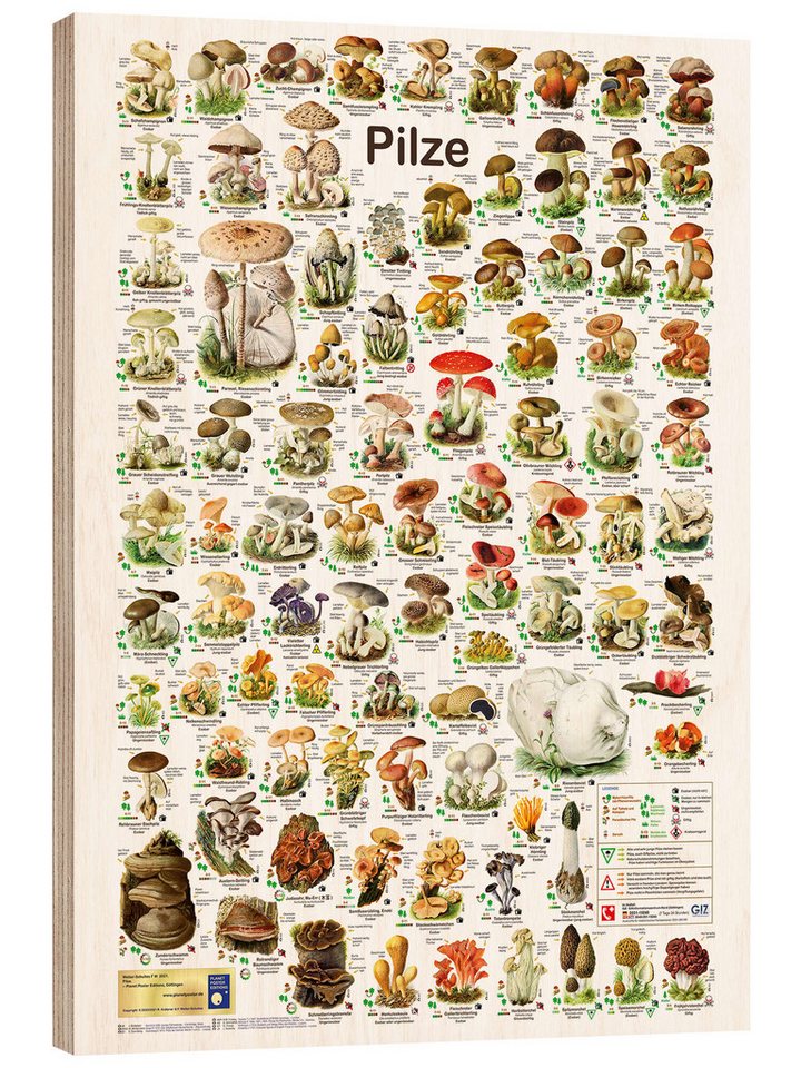 Posterlounge Wandbild Pilze, Planet Poster Editions, erhältlich als Poster, Leinwandbild, Wandsticker oder Acrylglasbild von Posterlounge