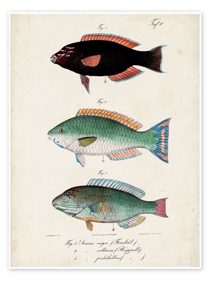 Posterlounge Poster Vision Studio, Antikes Fisch-Trio II, Badezimmer Maritim Illustration von Posterlounge