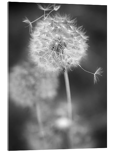 Posterlounge Pusteblume Schwarz/Weiß Acrylglasbild von Julia Delgado 30 x 40 cm Grau Schwarz-Weiß Fotografie Wanddeko von Posterlounge