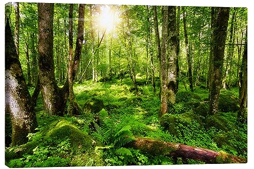 Posterlounge Waldspaziergang Leinwandbild von Thomas Herzog 130 x 90 cm Grün Botanik Wanddeko von Posterlounge