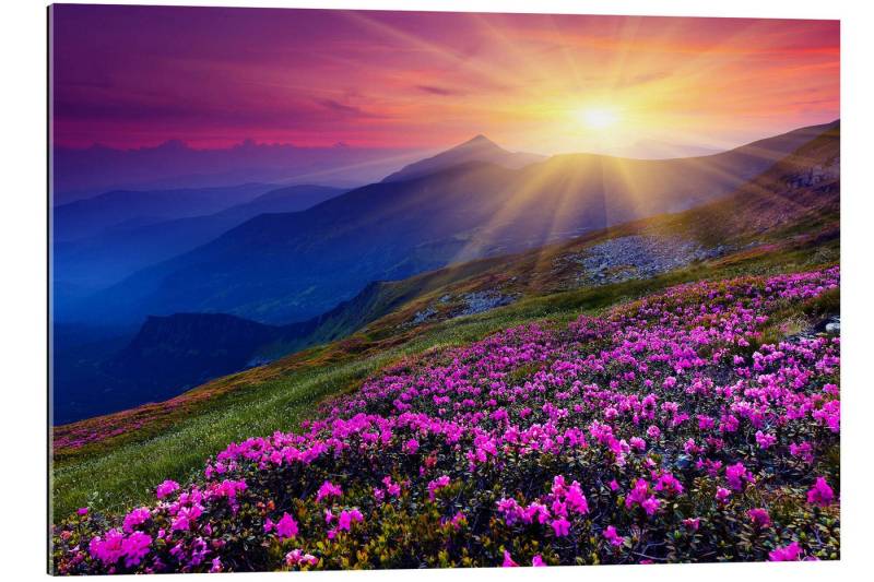 Posterlounge XXL-Wandbild Editors Choice, Rhododendron in den Karpaten, Fotografie von Posterlounge