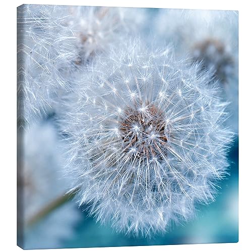 Pusteblume Leinwandbild von Atteloi Wandbilder für jeden Raum 40 x 40 cm Blau Blumen Wanddeko von Posterlounge