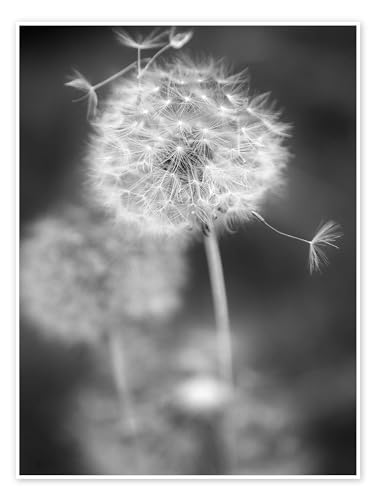 Pusteblume Schwarz/Weiß Poster von Julia Delgado 30 x 40 cm Grau Schwarz-Weiß Fotografie Wanddeko von Posterlounge