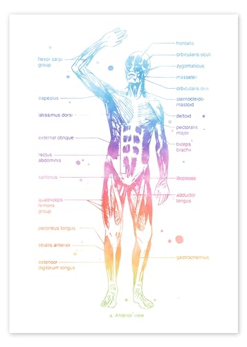 Regenbogen-Muskelsystem I, beschriftet Poster von Mod Pop Deco Wandbilder für jeden Raum 50 x 70 cm Bunt Aquarell Malerei Wanddeko von Posterlounge