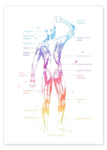 Regenbogen-Muskelsystem II, beschriftet Poster von Mod Pop Deco Wandbilder für jeden Raum 50 x 70 cm Bunt Aquarell Malerei Wanddeko von Posterlounge