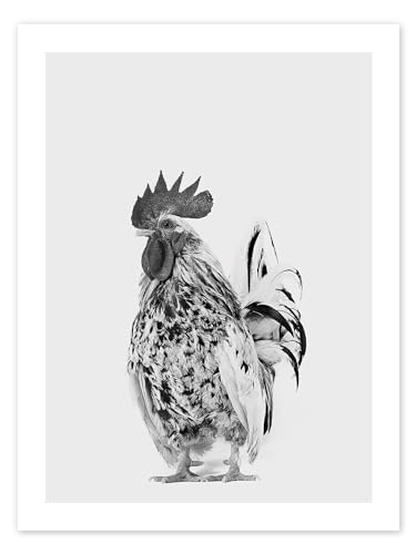 Schicker Hahn II Poster von Animal Kids Collection 13 x 18 cm Grau Wandbilder Wanddeko von Posterlounge