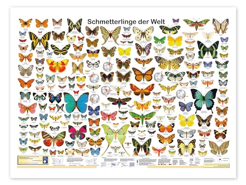 Schmetterlinge der Welt Poster von Planet Poster Editions Wandbilder für jeden Raum 130 x 100 cm Bunt Geschenkideen Wanddeko von Posterlounge