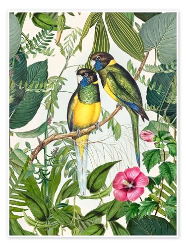 Tropische Vögel III Poster von Andrea Haase 50 x 70 cm Grün Vögel Wanddeko Tropische Vögel III Poster von Andrea Haase 50 x 70 cm Grün Vögel Wanddeko von Posterlounge