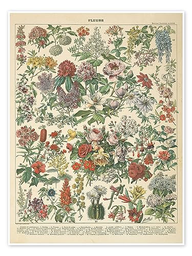 Vintage Blumendiagramm Poster von Wild Apple Portfolio 50 x 70 cm Blumen Wanddeko von Posterlounge