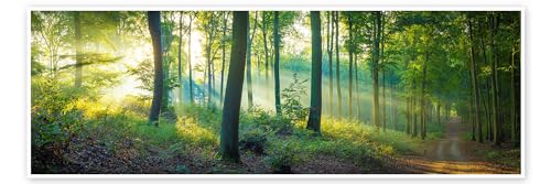 Wald Panorama Poster von Martin Wasilewski Wandbilder für jeden Raum 150 x 50 cm Grün Botanik Wanddeko von Posterlounge