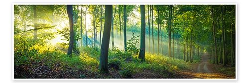 Wald Panorama Poster von Martin Wasilewski Wandbilder für jeden Raum 90 x 30 cm Grün Botanik Wanddeko von Posterlounge