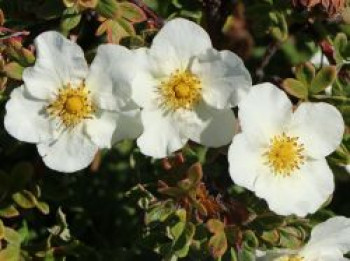 Fingerstrauch 'Tilford Cream', 20-30 cm, Potentilla 'Tilford Cream', Containerware von Potentilla 'Tilford Cream'