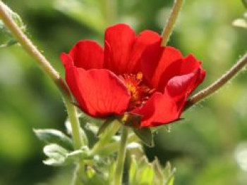Fingerkraut 'Gibson's Scarlet', Potentilla atrosanguinea 'Gibson's Scarlet', Topfware von Potentilla atrosanguinea 'Gibson's Scarlet'