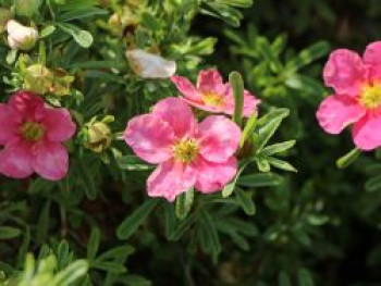 Fingerstrauch 'Bellissima' ®, 20-30 cm, Potentilla fruticosa 'Bellissima' ®, Containerware von Potentilla fruticosa 'Bellissima' ®