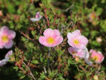 Fingerstrauch 'Princess' ®, 30-40 cm, Potentilla fruticosa 'Princess' ®, Containerware von Potentilla fruticosa 'Princess' ®