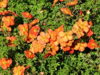 Fingerstrauch 'Red Ace', 10-20 cm, Potentilla fruticosa 'Red Ace', Topfware von Potentilla fruticosa 'Red Ace'