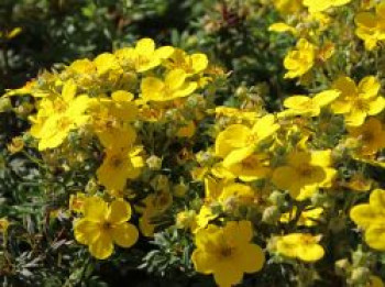 Fingerstrauch / Potentilla, 40-60 cm, Potentilla fruticosa, Containerware von Potentilla fruticosa