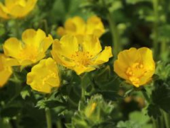 Großblütiges Fingerkraut, Potentilla megalantha, Topfware von Potentilla megalantha