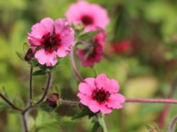 Fingerkraut 'Miss Willmott', Potentilla nepalensis 'Miss Willmott', Topfware von Potentilla nepalensis 'Miss Willmott'