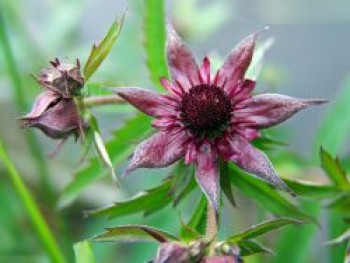 Sumpf-Fingerkraut, Potentilla palustris, Topfware von Potentilla palustris