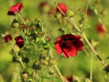 Blutrotblühendes Fingerkraut 'Monarch's Velvet', Potentilla thurberi 'Monarch's Velvet', Topfware von Potentilla thurberi 'Monarch's Velvet'