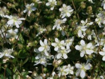 Fingerstrauch 'Nuuk', Potentilla tridentata 'Nuuk', Topfware von Potentilla tridentata 'Nuuk'