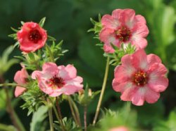 Fingerkraut 'Light my Fire', Potentilla x cultorum 'Light my Fire', Topfware von Potentilla x cultorum 'Light my Fire'