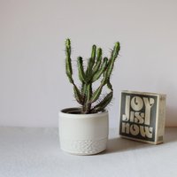 Weißer Kaktus Topf, Sukkulenten Kleiner Übertopf, Blumentopf, Steinzeug Zylindertopf, Weiße Keramik, Keramik Handgemacht Weißer Kaktus Topf, Sukkulenten Kleiner Übertopf, Blumentopf, Steinzeug Zylindertopf, Weiße Keramik, Keramik Handgemacht von PotsbyNives