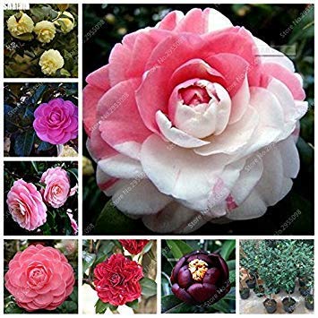 10 PC/Beutel importierte japanische Kameliensamen Exotische Blooming Topf Garten Staude für Blumentopf Pflanz von Potseed