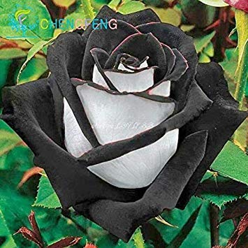 . 100 / Packung New Rose 5 Rare Osiria Rose Erbstück Chinese Rose Blumen Pflanzen Blumen: Lila von Potseed
