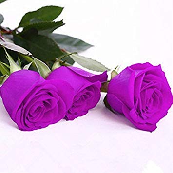 100 PCS Samen Violet Rose Blumensamen Liebhaber Pflanzen Lila Rose Blumensamen von Potseed