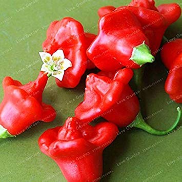 . 100Pcs / Bag Brazilian Chili Hot Pepper Ubatuba Cambuci Capsicum Baccatum Bio-Gemüse im Freien Blumentopf: 8 von Potseed