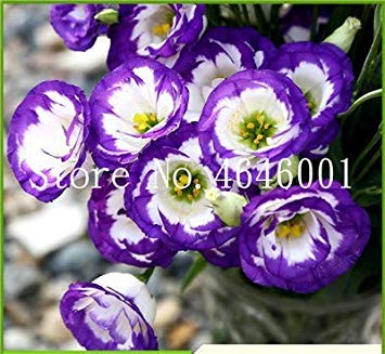 . 200 Stück Rare Eustoma Perennial Blumen Pflanzen Balkon Eingemachtes Blumen Lisianthus Blume für Home Garten Bepflanzung: 12 von Potseed