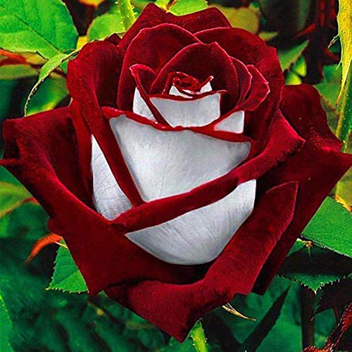 30 Samen Rosa Red & White Rose Osiria Garten Pflanzen und Blumen Möbel von Potseed