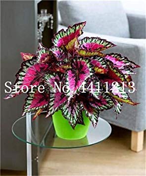 50 PC seltene exotische Farbe Begonia, Begonia Blumen Indoor Topfpflanzen für Hausgarten Balkon Coleus: 13 von Potseed