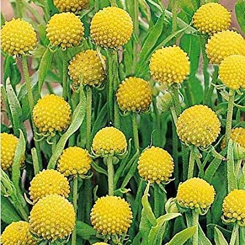 . Blumensamen: Craspedia Globosa Trommelstock Samen Terrasse Gartenarbeit (18 Packets) Gartenpflanzensamen von Potseed