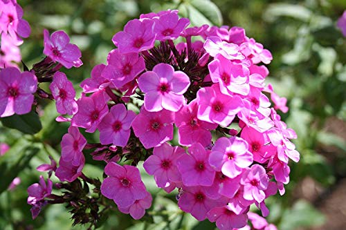 . Blumensamen: Phlox paniculata Mixed Seeds Hybrid Pflanzen Samen Dekorative Garten [Home Garten Samen Eco-Pack] Pflanzensamen von Potseed