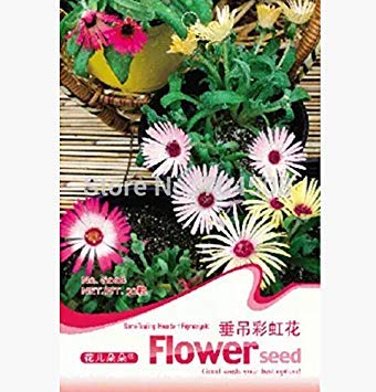 FD1377 Delosperma Cooperi Blumensamen-Mischfarben Hanging Flower 1 Packung 50 Seed von Potseed