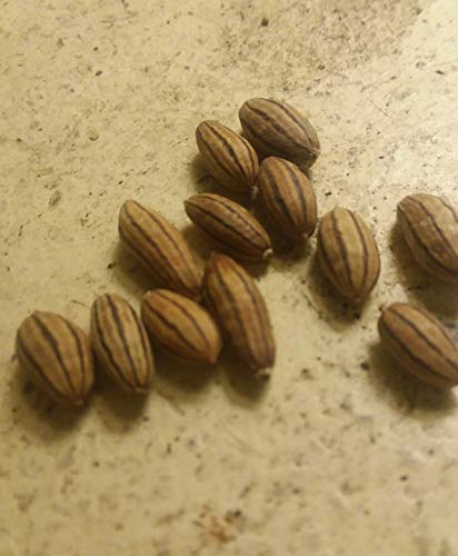 Keimfutter: 100+ russische Olive, Schmalblättrige Ölweide. (Plus Free Geschenk) von Potseed