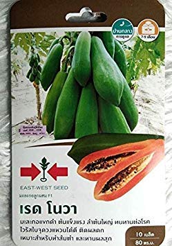 Keimfutter: 20 Samen Thai HERB Papaya KAKDUM Gemüse, Obst, sehr süß Frische Somtum Salat von Potseed