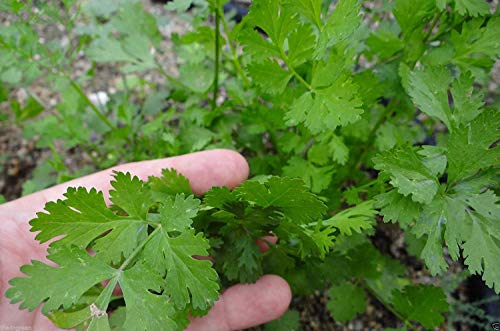 Keimfutter: 25 Samen Bio-Heirloom Cilantro Koriander, Corian sativum Chinesisch Petersilie von Potseed