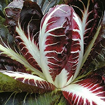 Keimfutter: 300 - Seeds: Radicchio Samen, Rossa di Treviso -Deep Brilliant Red- Flavorful Happen Salate! von Potseed