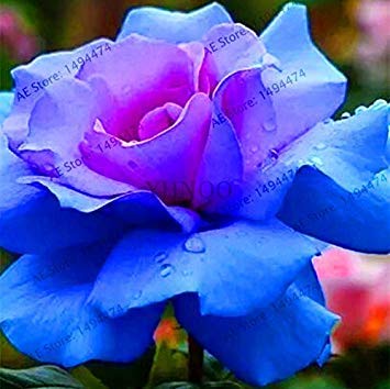 Potseed . ! Big Sale 200Pcs seltene Regenbogen-Rose plantas, Liebhaber Bunte Hausgarten-Anlagen seltenes Regenbogen-Rosen-Blumen-Flores, ORPT2D: 5 von Potseed