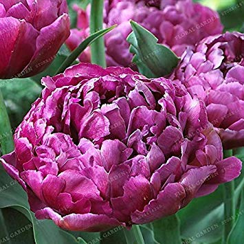 Potseed . New Variety 10PCS Rarest Doppelte Tulpe Imported Tulpe-Blumen, Stauden Hausgarten-Topfpflanzen: 11 von Potseed