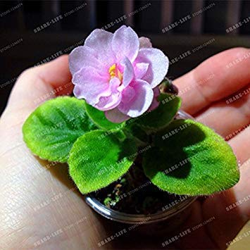 Potseed 100 PCS Mini Violet Samen Usambaraveilchen Samen Garten Topfpflanzen Violette Blumen Staude Matthiola Incana Hausgarten 16 von Potseed