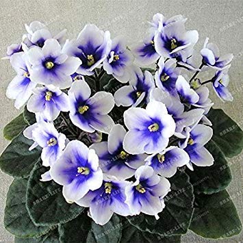 Potseed 100 PCS Mini Violet Samen Usambaraveilchen Samen Garten Topfpflanzen Violette Blumen Staude Matthiola Incana Hausgarten 6 von Potseed