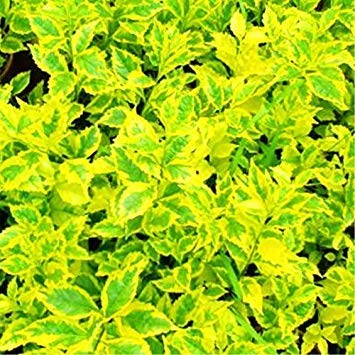 Potseed 100pcs / Beutel Regenbogen Coleus Topfblumensamen, Japan Rare Perennial Innen Schön Laub Pflanzensamen für Heim & Garten 10 von Potseed