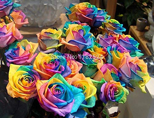 Potseed 200 Samen seltene Regenbogen-Rose Samen für Ihren Liebhaber Regenbogen-Rosen-Blumen von Potseed