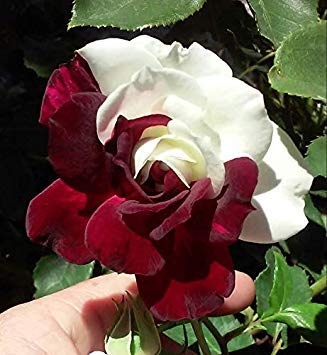 Potseed 24: 100 Stück Rare Osiria Ruby Rose Strauch Bush Samen Blumen Garten Inneneinrichtungen 26 Farben von Potseed
